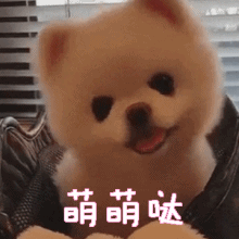 吐舌头萌犬四连拍：萌萌哒动态图