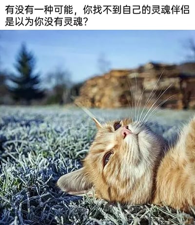 这是一张图文结合的趣味吐槽梗图，画面主体是一只橘白相间的猫咪，它躺在结了白霜的户外草地上，仰头向上看，神态慵懒放空，背景是模糊的树木和土坡，整体氛围治愈清新。图片上方配有扎心吐槽文字：“有没有一种可能，你找不到自己的灵魂伴侣是以为你没有灵魂？”，用反向调侃的方式吐槽找不到灵魂伴侣的人，治愈的动物画面和毒舌文案形成强烈反差，增添了趣味感，适合用作日常吐槽的社交素材。