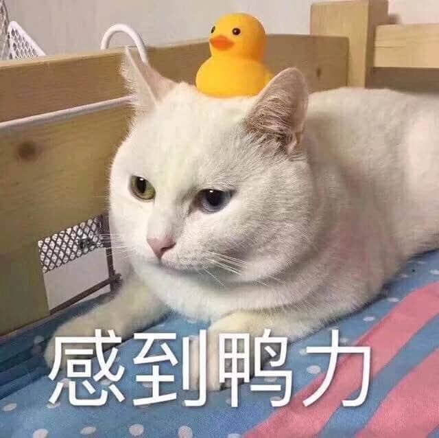 白猫头顶小黄鸭，感到鸭力