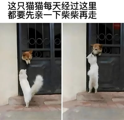 图片为左右对比的双格构图，展示了一只白猫与一只柴犬的日常互动。左图中，白猫站立在后腿上，仰头望向从黑色铁门栏杆间探出头的柴犬；右图中，白猫凑近柴犬的脸，做出亲吻的动作，柴犬则微微低头回应。背景是浅色墙面和石板地面，整体画面温馨治愈。