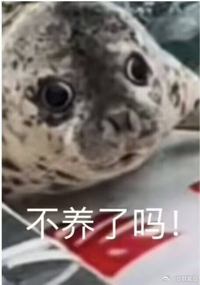 这是一张单图静态表情包，画面上半部分是一只带有深色斑点的斑海豹的脸部特写，海豹睁着又大又圆的黑眼睛直视镜头，神态看起来既疑惑又带着点委屈可怜的感觉，画面下方叠加了醒目的白色加粗文字“不养了吗！”，整体画面风格软萌，情绪表达直白，有很强的调侃和撒娇感。
