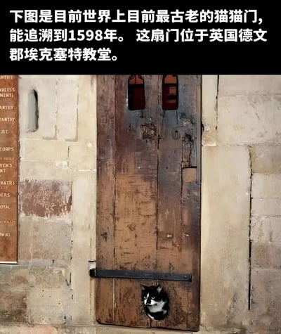 图片上方为文字说明区域，内容为“下图是目前世界上目前最古老的猫猫门，能追溯到1598年。这扇门位于英国德文郡埃克塞特教堂。”。下方主体画面展示一扇嵌在石墙中的古老木门，门板呈深棕色，表面有明显的风化痕迹和修补痕迹，门的中下方有一个圆形小洞，一只黑白相间的猫咪正从洞中探出头来，眼神好奇地望向镜头。木门左侧的石墙上还挂有一块带有文字的棕色标牌，整体画面兼具历史感与萌宠的可爱气息。