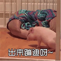 小猪被喊'出来蹦迪'的反应太真实了