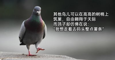 这是一张单图形式的图文混排静态图，画面左侧是一只真实的灰鸽子，它颈部的羽毛带有绿紫色的渐变光泽，正行走在平整的石质台面上，一只脚抬起，眼神直视镜头，表情显得平淡无波。图片右侧配有黑色的中文文案，文案先描绘了其他鸟儿的“标准”生活状态——在高高的树梢筑巢、自由翱翔于天际，随后话锋一转，写出这只鸽子的另类想法：“我想走着去码头整点薯条”。整幅图通过主流鸟类生活和鸽子的“躺平”想法形成强烈反差，用幽默的方式调侃了一种不追求宏大目标、只想享受简单世俗小乐趣的随性心态，戳中了当下部分人对轻松生活的向往。