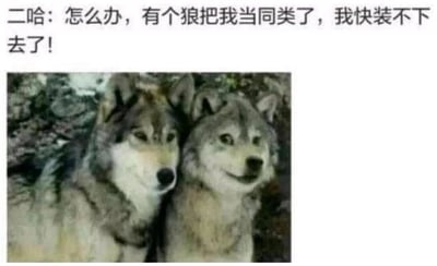 这是一张搞笑的动物表情包，画面呈现了一只神态平静的狼和一只哈士奇紧紧靠在一起的场景，右侧的哈士奇面部表情僵硬，带着类似人类假笑的怪异神态，仿佛在强装镇定。图片上方配有拟人化的文字：“二哈：怎么办，有个狼把我当同类了，我快装不下去了！”，结合哈士奇本身自带的搞笑属性，生动营造出它混入狼群后，被当成同类，却快要撑不住露馅的滑稽氛围，充满趣味性，很适合用来调侃自己或他人身处陌生环境强装融入的窘迫状态。