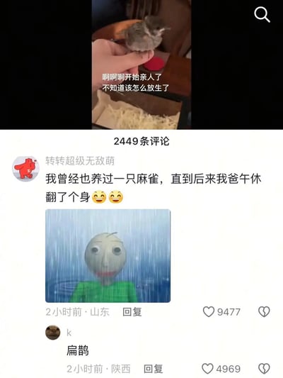图片分为上下两部分。上半部分是一只灰色小麻雀被人的手指轻轻握住，背景中有装着木屑的纸盒，配文“啊啊啊开始亲人了 不知道该怎么放生了”，展现出小鸟对人产生依赖后主人既温馨又纠结的心情。下半部分是评论区截图，显示有2449条评论，其中置顶评论来自用户“转转超级无敌萌”，内容为“我曾经也养过一只麻雀，直到后来我爸午休翻了个身😂😂”，并附带一张经典抽象人脸表情包——一个表情呆滞的白色头部角色穿着绿色衣服站在雨中，形成幽默的故事接龙效果。