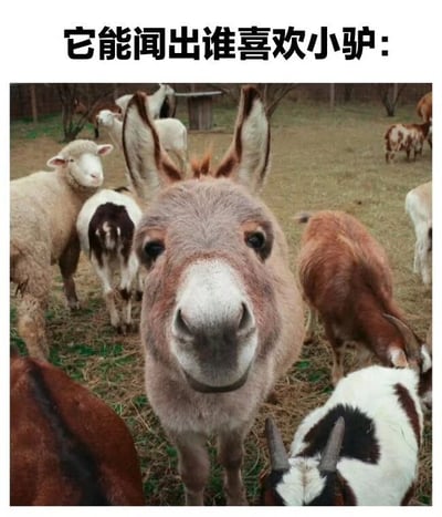 图片上方有黑色文字标题“它能闻出谁喜欢小驴:”，下方是一张实拍动物场景照片。画面中心是一只小驴的特写，它耳朵竖起，眼睛直视镜头，表情专注又带点好奇。小驴周围有几只绵羊和山羊，有的站立观望，有的低头吃草，背景是草地和稀疏树木，整体场景自然生动。通过拟人化的文字设定，赋予小驴“能闻出谁喜欢它”的趣味能力，营造出轻松搞笑的氛围。