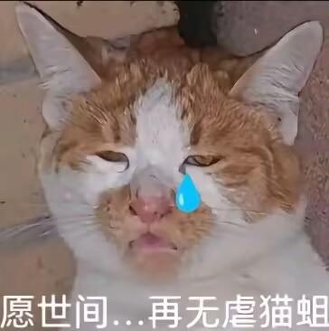 这是一张经过P图改编的网络梗图，图中是一只橘白相间的真实猫咪，双眼半睁、神态萎靡，被添加了一滴蓝色的眼泪特效，下方配文“愿世间...再无虐猫蛆”。图中用猫咪悲伤的神态和眼泪，搭配直白的文字，强烈谴责虐猫行为，呼吁停止伤害动物，其中“虐猫蛆”是对虐猫者的蔑称，传递出愤怒与痛心的情绪。