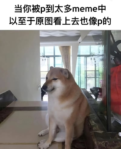 图片上方配有文字“当你被p到太多meme中以至于原图看上去也像p的”，下方是一只柴犬坐在室内的桌子上，背景可见窗户和玻璃柜，柴犬表情平静，整体画面营造出因频繁被P图而导致原图也显得不真实的幽默效果。