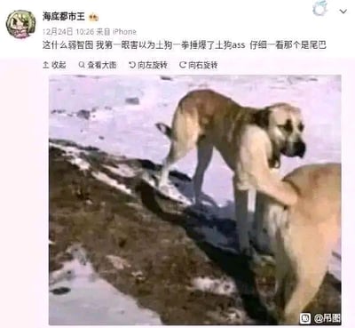 一张社交媒体截图，用户“海底都市王”发布了一张雪地中两只狗的照片，并配文“这什么弱智图 我第一眼误以为狗一拳捶爆了二狗ass 仔细一看那个是尾巴”。照片中，由于角度问题，一只狗的尾巴看起来像是在捶打另一只狗的臀部，形成有趣的视觉错位效果，引发搞笑误解。