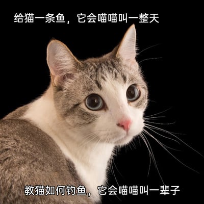这是一张图文结合的网络趣味梗图，主体是一只灰白相间、有着蓝色大眼睛的猫咪，它侧头看向画面右上方，眼神无辜又专注，安静地保持着端坐的姿态。图片上方配有文字“给猫一条鱼，它会喵喵叫一整天”，下方配有文字“教猫如何钓鱼，它会喵喵叫一辈子”，改编自经典谚语“授人以鱼不如授人以渔”，但用猫咪的“喵喵叫”制造反差笑点，消解了原句的励志感，以幽默的方式调侃不管是直接给予资源还是教授获取资源的方法，猫咪都会一直喵喵叫，呈现出荒诞又搞笑的效果。