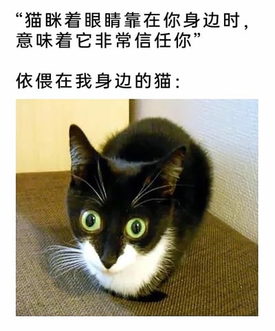 这是一张图文混排的宠物搞笑梗图，上方先给出养猫科普类内容：“猫眯着眼睛靠在你身边时，意味着它非常信任你”，随后用“依偎在我身边的猫：”引出下方的实拍猫咪照片。照片中的是一只黑白花色的奶牛猫，它蜷缩在角落的平面上，身体紧绷，眼睛瞪得圆溜溜的，和文字里描述的“眯眼表达信任”的猫咪状态形成强烈反差，通过这种现实与常识不符的场景，调侃自家猫咪的“反常识”表现，制造出幽默搞笑的效果，很容易引发养猫网友的共鸣。