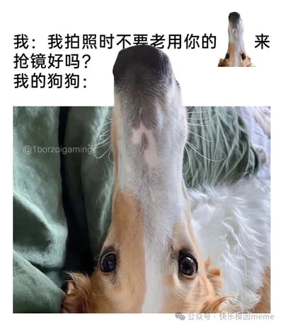 图片主体是一只Borzoi犬（俄罗斯猎狼犬）的特写，它正伸长脖子抬头看向镜头，颈部线条因角度显得格外修长。图片上方配有文字对话：“我：我拍照时不要老用你的 来抢镜好吗？我的狗狗：”，通过留白和狗狗的动作形成幽默呼应，暗示狗狗用超长脖子作为“抢镜神器”。右上角有一个小图展示了狗狗抬头的完整姿态，进一步突出其颈部特征。整体画面以绿色布料为背景，狗狗眼神无辜，与主人的“抱怨”形成反差萌，充满生活趣味。