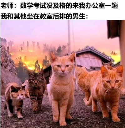 图片上方文字为“老师：数学考试没及格的来我办公室一趟 我和其他坐在教室后排的男生：”，下方是一张真实拍摄的猫咪照片：数只不同毛色的猫（包括橘猫、玳瑁猫等）正沿着乡村小路前行，背景是夕阳染红的天空和远处的树林，营造出一种“集体赴约”的既视感。通过将后排男生比作淡定前行的猫咪，幽默调侃了学生考试不及格后被老师叫去办公室的常见校园场景。