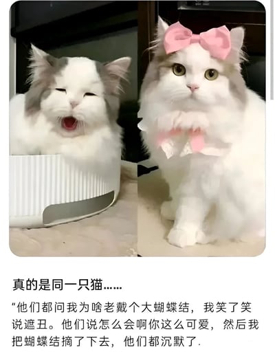 图片为左右对比的双 panel 结构，左侧是一只灰白相间的长毛猫坐在白色容器中，嘴巴大张，眼睛眯成一条缝，表情略显滑稽；右侧是同一只猫，戴着粉色大蝴蝶结和蕾丝围脖，眼神呆萌，毛发蓬松洁白，显得十分可爱。图片下方配有文字：“真的是同一只猫……‘他们都问我为啥老戴个大蝴蝶结，我笑了笑说遮丑。他们说怎么会啊你这么可爱，然后我把蝴蝶结摘了下去，他们都沉默了。’” 通过前后反差制造幽默效果，突出猫咪戴饰品和不戴饰品的巨大形象差异。
