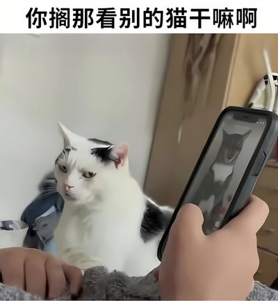 图片中一只黑白相间的猫正用不满的眼神盯着前方，旁边有人手持手机，手机屏幕上显示着另一只猫的照片。图片顶部配有文字“你搁那看别的猫干嘛啊”，通过拟人化手法表现出猫咪仿佛在嫉妒主人看其他猫的幽默场景。