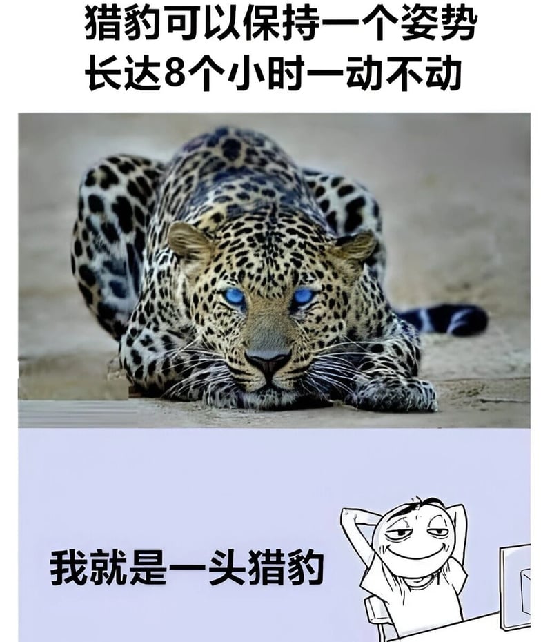 猎豹