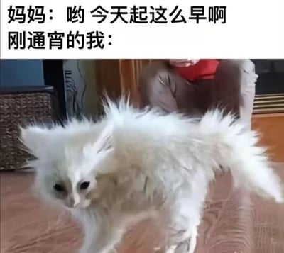 图片上方是两行文字：“妈妈：哟 今天起这么早啊 刚通宵的我：”，下方是一只毛发凌乱、蓬松炸开的白色猫咪，眼神略显呆滞，正站在室内地板上。通过猫咪炸毛、疲惫的状态，幽默展现了“刚通宵却被妈妈误以为早起”的反差场景，生动还原了熬夜后的狼狈与无奈。