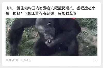 这是一张新闻截图，图片中是一只猩猩正在叼着烟，看起来像在模仿人类抽烟。事件发生在山东野生动物园，据悉有游客向猩猩扔烟头，猩猩拾起来后进行模仿。这种场面讽刺意味浓厚，暗示了动物园管理和游客素质等社会问题。无明显谐音梗或双关语，但猩猩模仿人类的抽烟动作常被网友用于社会讽刺相关话题的表情包。
