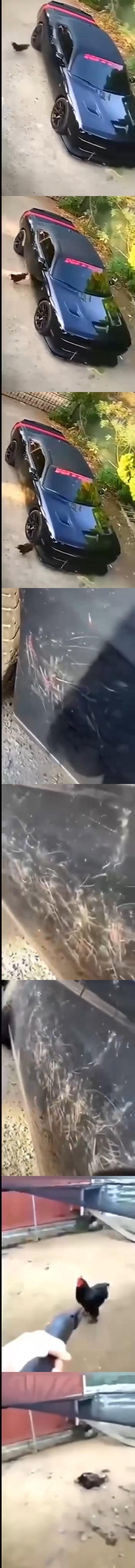 这是一组搞笑连环视频截图：一开始一只看似小猫的动物在黑色带红条的豪车旁，随着车辆移动，这只“小猫”钻到车底，随后车身出现大量抓痕，最后剧情反转，原来这只“小猫”是一只黑红相间的公鸡，它被人用类似炮筒的装置发射出去，以荒诞搞笑的方式“惩罚”它抓花豪车的行为，全程充满反差感和笑点。