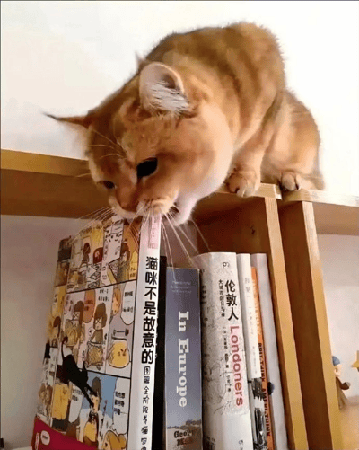 一只橘猫趴在木质书架顶部，正低头用嘴咬着一本名为《猫咪不是故意的》的书的书脊。书架上还摆放着其他书籍，包括《In Europe》《伦敦人》以及几本彩色漫画书，整体场景温馨有趣，展现了猫咪调皮又可爱的日常瞬间。