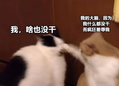图片中两只猫咪正在互动，左侧黑白猫表情淡定，右侧橘白猫则愤怒地挥爪打向黑白猫。图片配文用拟人化的手法幽默地表现了人们在无所事事时内心的焦虑和自我谴责，左侧猫代表"我，啥也没干"，右侧猫则象征"我的大脑，因为我什么都没干而疯狂羞辱我"。这种夸张的对比生动展现了现代人常见的内心矛盾。