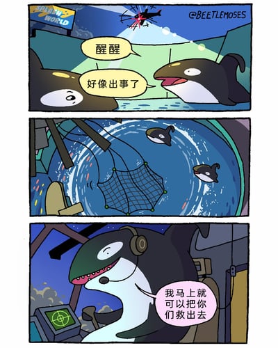 这是一组三格的搞笑拟人漫画，场景设定在名为SPLASH WORLD的水族馆中：第一格，夜晚的水族馆里，一只虎鲸叫醒还处于懵态的同伴，告知对方好像出事了，画面上方的直升机已经失事并发出红光；第二格，水族馆的防护网出现破损，水流翻涌，两只虎鲸在水中；第三格出现荒诞反转，一只戴着通讯耳机的虎鲸坐在失事直升机的驾驶位上，一脸自信地表示要把另外两只虎鲸救出去，本该被救援的圈养虎鲸，反而由同类驾驶失事的直升机来“救援”，用反差感制造出搞笑的喜剧效果。