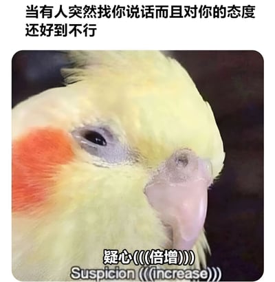 图片上方配有文字“当有人突然找你说话而且对你的态度还好到不行”，中间是一只黄色玄凤鹦鹉的特写，它有着红色的腮红羽毛，正侧头凝视，眼神中带着一丝疑惑。图片下方则有文字“疑心(((倍增)))”及英文翻译“Suspicion (((increase))))”。整体通过鹦鹉疑惑的表情与文字结合，幽默地表现了当他人突然态度极好时，自己内心产生强烈怀疑的场景。