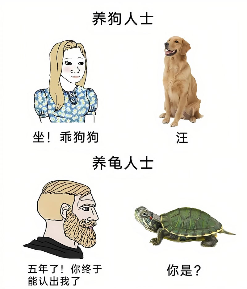 乌龟