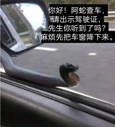 这是一张充满趣味的网络梗图，巧妙运用粤语地区对警察的俗称“阿蛇”的谐音梗来制造笑点。画面中一条眼镜蛇盘踞在汽车的车窗边缘，头部抬起，姿态看起来颇具威慑力；上方配文模拟交警查车的标准话术：“你好！阿蛇查车，请出示驾驶证，先生你听到了吗？麻烦先把车窗降下来。”，形成了“真蛇查车”的荒诞场景，面对这样的情况，车主显然不敢降下车窗，这种反差感让原本普通的查车场景变得滑稽又充满冲击力，精准戳中笑点，是典型的网络趣味创作。