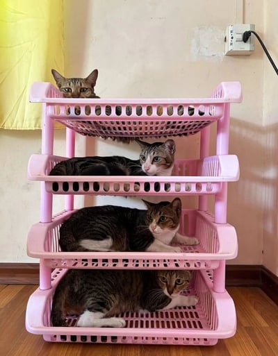 室内场景中，四只虎斑猫分别占据了一个粉色塑料多层架的不同层级。最上层的猫咪从网格状架子中探出头，眼神警觉；第二层的猫咪侧躺休息，表情平静；第三层的猫咪趴在架子上，前爪伸展；最底层的猫咪则蜷缩成一团，显得十分慵懒。背景中可以看到黄色窗帘和墙壁上的电源插座，整体画面温馨可爱，展现了猫咪们独特的休息姿势和空间利用方式。