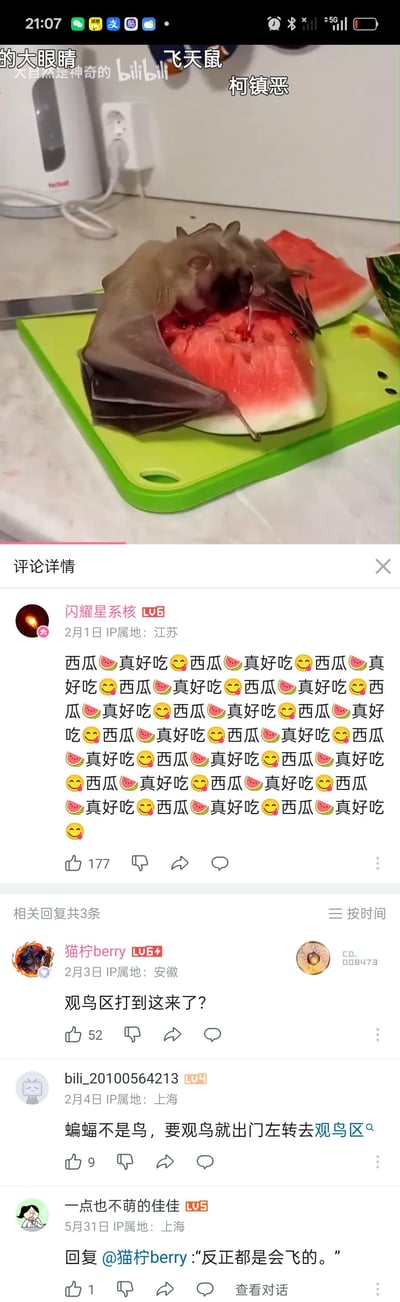 这是B站（bilibili）的一段动物视频截图，画面中一只蝙蝠被网友戏称“飞天鼠”“柯镇恶”，正专注地趴在西瓜块上啃食红色的西瓜果肉，汁水沾满头部。下方是B站的评论区互动：用户「闪耀星系核」刷屏式重复“西瓜🍉真好吃😋”，模仿蝙蝠进食的满足感；用户「猫柠berry」调侃“观鸟区打到这来了？”，另一位用户纠正“蝙蝠不是鸟，要观鸟就出门左转去观鸟区”，还有用户回复“反正都是会飞的”，整体是网友围绕吃西瓜的蝙蝠展开的趣味玩梗场景，轻松又搞笑。
