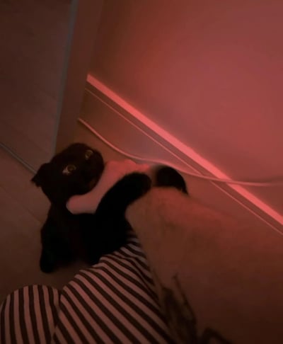 一只黑猫在红色灯光照射的房间角落里，睁着圆圆的大眼睛抬头看向上方。猫咪身体蜷缩在地板上，背景中能看到墙壁和发光灯带形成的红色光线。画面下方露出穿着条纹裤子的人的腿部，整体氛围神秘又温馨。