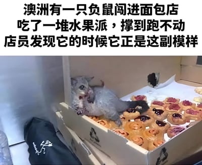 图片上方配有文字说明“澳洲有一只负鼠闯进面包店吃了一堆水果派，撑到跑不动店员发现它的时候它正是这副模样”，下方是一张实拍照片：一只灰色负鼠躺在装满水果派的纸箱中，嘴巴周围沾有食物残渣，身体呈现慵懒摊开的姿势，显然因进食过多而无法移动，场景既滑稽又可爱。