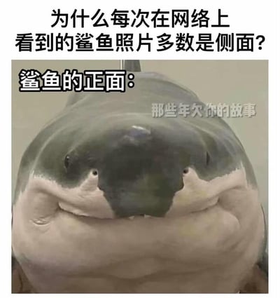 这是一张制造反差笑点的搞笑梗图，上方以文字提出疑问「为什么每次在网络上看到的鲨鱼照片多数是侧面？」，紧接着标注「鲨鱼的正面：」，并展示了一张鲨鱼的正面特写图像。这只鲨鱼的正面完全没有大众认知里的凶悍感，圆滚滚的脸部、向下的嘴角让它看起来憨态可掬，甚至有点呆萌，通过这种强烈的形象反差，幽默地解释了鲨鱼照片多为侧面的原因——正面形象会打破鲨鱼的凶猛人设。图中右侧还有水印文字「那些年欠你的故事」。