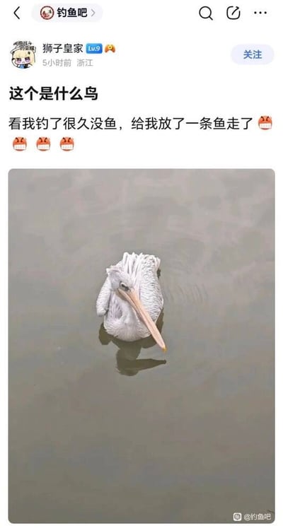这是百度贴吧「钓鱼吧」的一则趣味帖子，用户「狮子皇家」发布动态询问图中鸟类品种，并分享暖心趣事：自己钓鱼许久毫无收获，这只鸟竟然放下一条鱼后离开，配文还附带了三个哭笑不得的表情。图中是一只浮在水面上的鹈鹕，羽毛蓬松，神态呆萌平静，整个帖子充满了调侃又暖心的氛围。