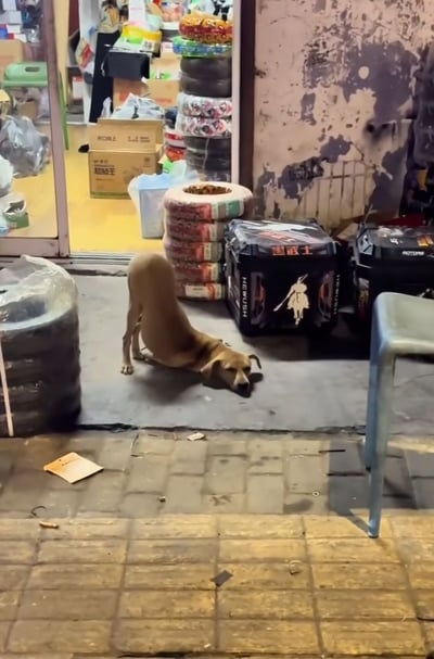 街头小店门口，一只棕色狗狗正做出身体弯曲拉伸的动作，姿态略显滑稽。周围环境充满生活气息，有堆叠的轮胎、纸箱、蓝色塑料凳，以及印有“黑武士”字样的黑色工具箱，背景是斑驳的墙面和半开的店铺玻璃门，地面散落着少量垃圾，整体呈现出真实的市井街景。