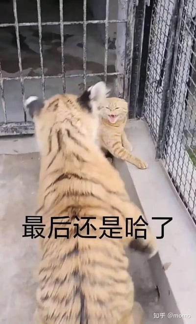 图片中一只老虎幼崽隔着铁笼栏杆伸出爪子，试图触碰笼外的橘猫。橘猫则弓起身子，张大嘴巴露出牙齿，做出典型的“哈气”防御姿态。图片下方配有文字“最后还是哈了”，生动描述了橘猫面对老虎幼崽时毫不畏惧的反应，形成体型反差萌的搞笑效果。