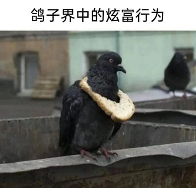 图片中一只黑色鸽子站在建筑物的边缘，脖子上套着一片圆形面包，像戴着名贵项链一样。背景中还有另一只鸽子站立，似乎在旁观。图片上方配有文字“鸽子界中的炫富行为”，将鸽子脖子上的面包幽默地比作人类炫富时佩戴的奢侈品，通过拟人化手法制造出搞笑效果。