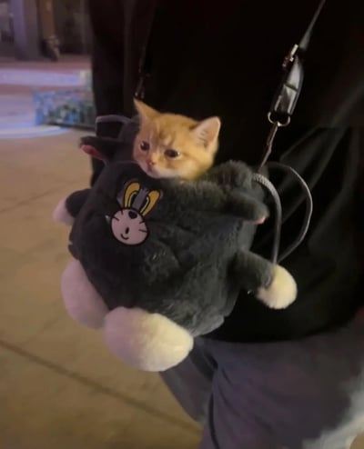 夜晚户外场景中，一只可爱的小橘猫正待在一个黑色毛绒背包里。背包上有一个卡通兔子的图案，被人用肩带背着。小猫探出头来，眼神呆萌，看起来十分乖巧。背景有些模糊的灯光和物体，营造出温馨的氛围。