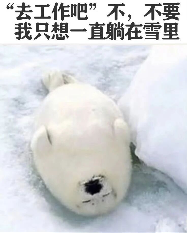 海豹