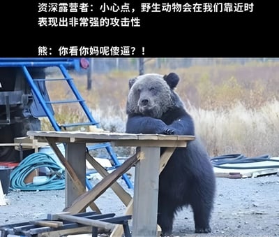 图片上半部分为黑色背景白色文字，内容是“资深露营者：小心点，野生动物会在我们靠近时表现出非常强的攻击性”，下半部分是一只黑熊站立在户外场景中，前爪搭在一张简易木桌上，背景有蓝色梯子、水管等工具。熊的下方配有文字“熊：你看你妈呢傻逼？！”。通过露营者的严肃警告与熊的粗鲁回应形成强烈反差，制造幽默效果。