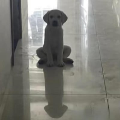 一只小狗正坐在光滑反光的地板上，位于一个走廊的中间位置。小狗面向镜头，耳朵下垂，表情平静。走廊的尽头有光线射入，地板反射出小狗的影像和周围环境。整个画面呈现出一种简洁、明亮的氛围。