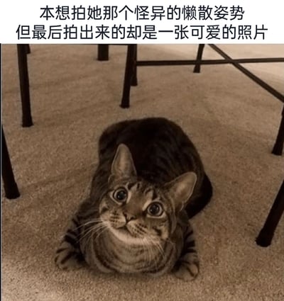 这是一张利用视觉错位效果拍摄的宠物照片，画面中的狸花猫趴在室内地毯上，由于拍摄角度的巧合，猫咪的身体和头部看起来像是分离的，营造出怪异的姿势感。但猫咪睁着圆溜溜的大眼睛，抬头看向镜头，表情软萌无辜，和错位带来的怪异感形成有趣的反差。图片上方配有文字“本想拍她那个怪异的懒散姿势但最后拍出来的却是一张可爱的照片”，精准描述了拍摄时的意外反差，整体氛围温馨治愈，充满趣味，展现了宠物带来的意外可爱瞬间。