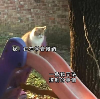 这是一张充满情绪共鸣的文字加注梗图，画面主体是一只黄白相间的真实猫咪，它坐在户外的塑料滑梯顶端，神态低落无奈，仿佛对即将滑下这件自己无法控制的事感到认命。图片添加了两行配文“我，正在学着接纳一些我无法控制的事情”，将猫咪的状态拟人化，精准表达了人们在生活中面对无力改变的困境时，被迫自我接纳、与现实和解的无奈心境，容易引发观者的情绪共鸣。