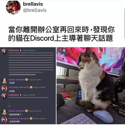这是一张搞笑类梗图，内容来自一位网友的社交媒体动态。画面分为两部分，左边是Discord群聊截图，右边是一只正襟危坐的三花猫坐在电脑显示器和鼠标旁，俨然一副主人的架势。配文是“当你离开办公室再回来时，发现你的猫在Discord上主导着聊天话题”，玩梗‘猫主子’不仅在生活中是家里的主人，现在还延伸到虚拟空间。左侧群聊内容出现多行“++++++++++”和网友互动，模拟猫咪乱按键盘也能‘主导’群聊。此图有轻微的拟人化幽默和‘主子’双关，用猫咪的无意识行为调侃其地位和日常逗趣。

- 有轻微的身份错位幽默（猫扮人类上网主持群聊）。
- 有猫咪“主子”身份的双关意味。