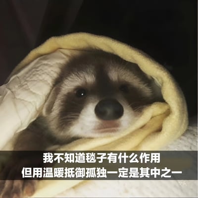 一只浣熊被黄色毯子包裹着，只露出脸部，眼神温顺地看向镜头。图片下方配有文字："我不知道毯子有什么作用 但用温暖抵御孤独一定是其中之一"。整体氛围温馨又带有些许治愈感，通过动物形象和文字结合，表达了温暖可以缓解孤独的情感主题。