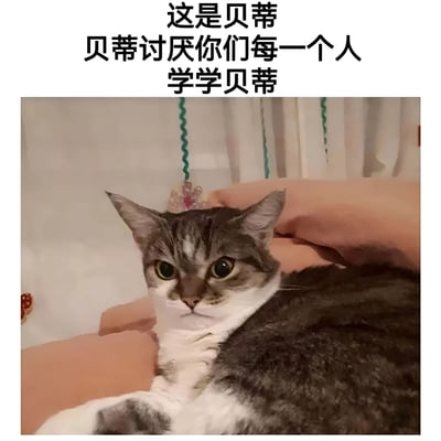 一张猫咪表情包，图片上方配有文字'这是贝蒂 贝蒂讨厌你们每一个人 学学贝蒂'。图片主体是一只戴着粉色小皇冠的灰白相间猫咪，表情严肃地躺在粉色垫子上，背景有白色窗帘。通过猫咪严肃的表情和幽默的文字形成反差萌，传达一种傲娇、不屑的情绪。