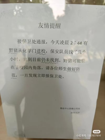这是一张校园内张贴的友情提醒告示，由物业中心鼓楼公用房发布。内容显示接保卫处通报，2025年4月27日凌晨2:44有野猪从化学门进入校园，保安队员搜寻数小时仍未找到，野猪可能藏匿在校园角落，提醒各位师生做好防范，一旦发现立即上报保卫处。告示无谐音梗、双关等特殊内容，仅为安全提醒。