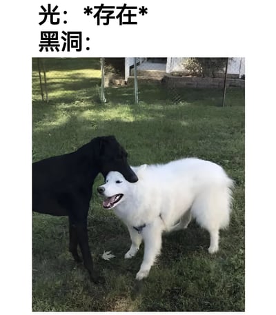 一张幽默的科学梗图，上方文字写着'光：*存在* 黑洞：'，下方是两只狗的照片。一只黑色的狗站在一只白色的狗后面，黑色的狗将头放在白色狗的头上，形象地表现了黑洞吸收光的物理概念。白色的狗看起来很开心，嘴巴张开，黑色的狗则显得比较平静。背景是一个有草地和围栏的院子，阳光明媚。